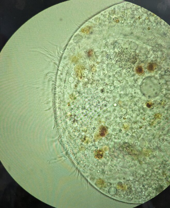 Инфузория из океана - Мария Делла