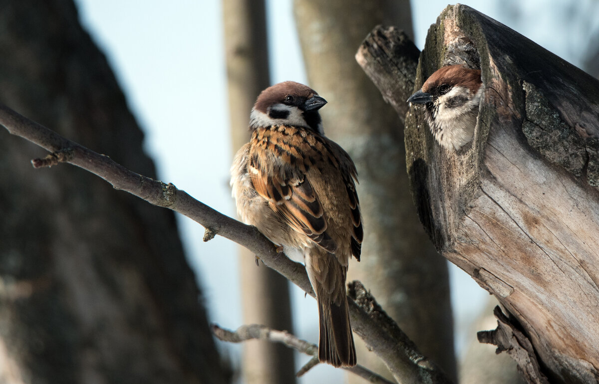Заселились... - Владимир Безбородов