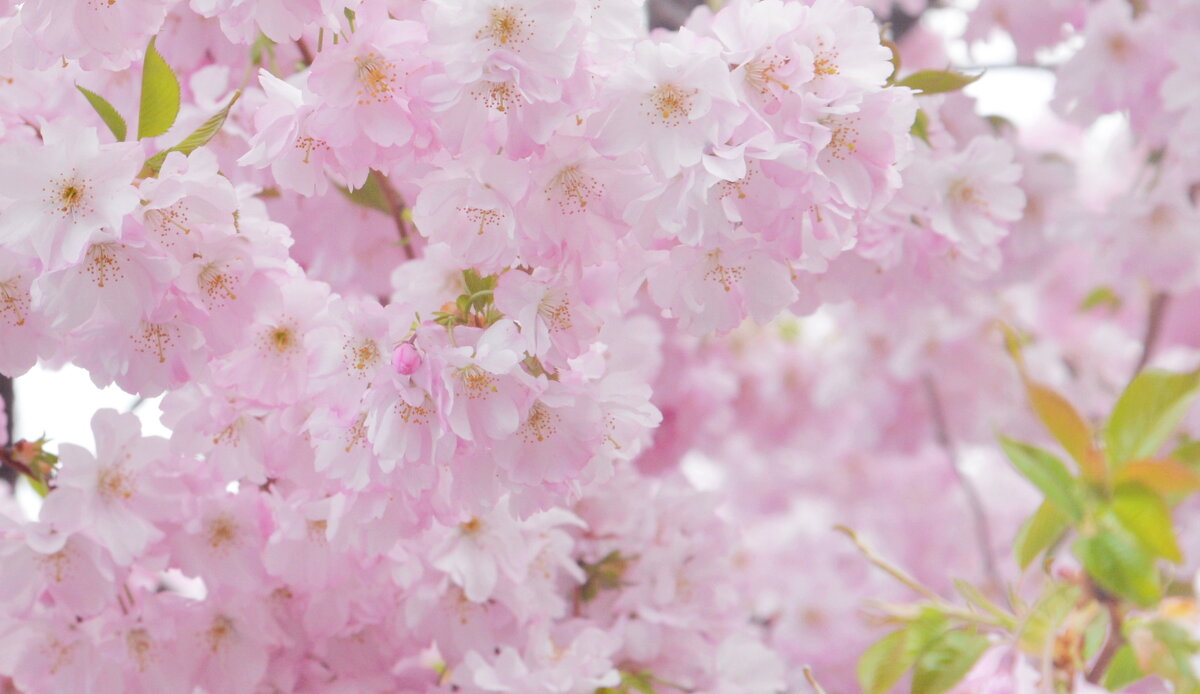 лейпциг2026 - Алексей Короткевич