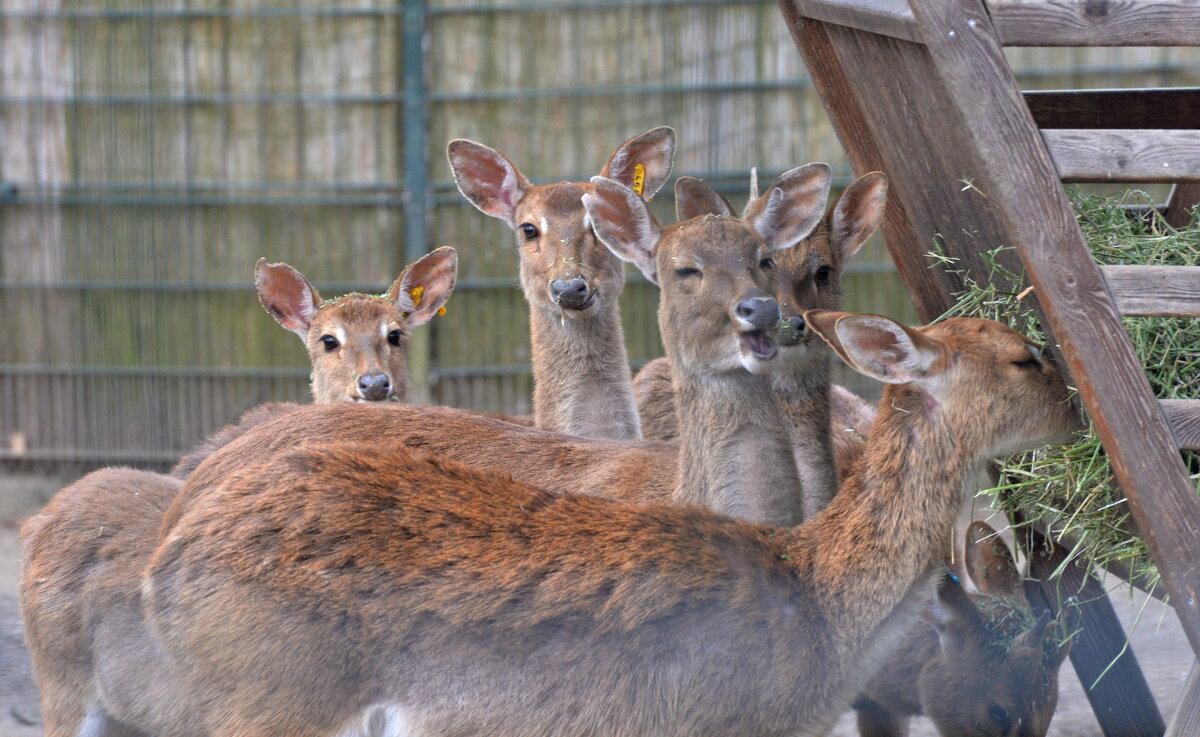 лейпциг2026 - Алексей Короткевич