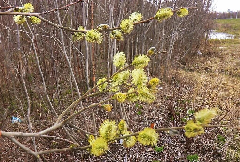 Цветет у обочины верба! - Владимир 