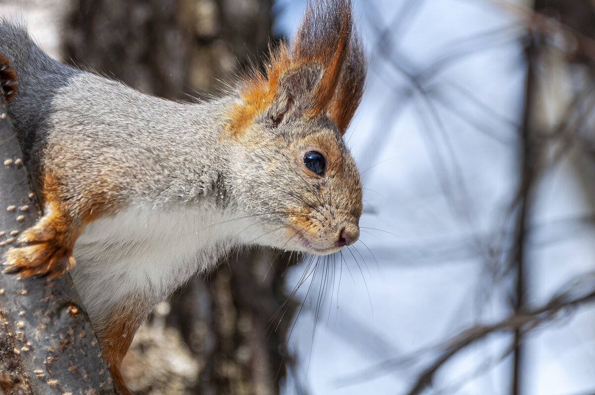 Природа в деталях: внимательный взгляд белки. - Вадим Басов Природа в деталях: внимательный взгляд белки. - Вадим Басов