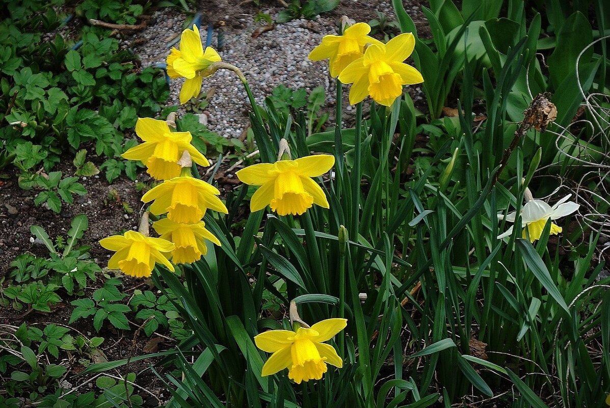 Нарциссы - Рита Симонова