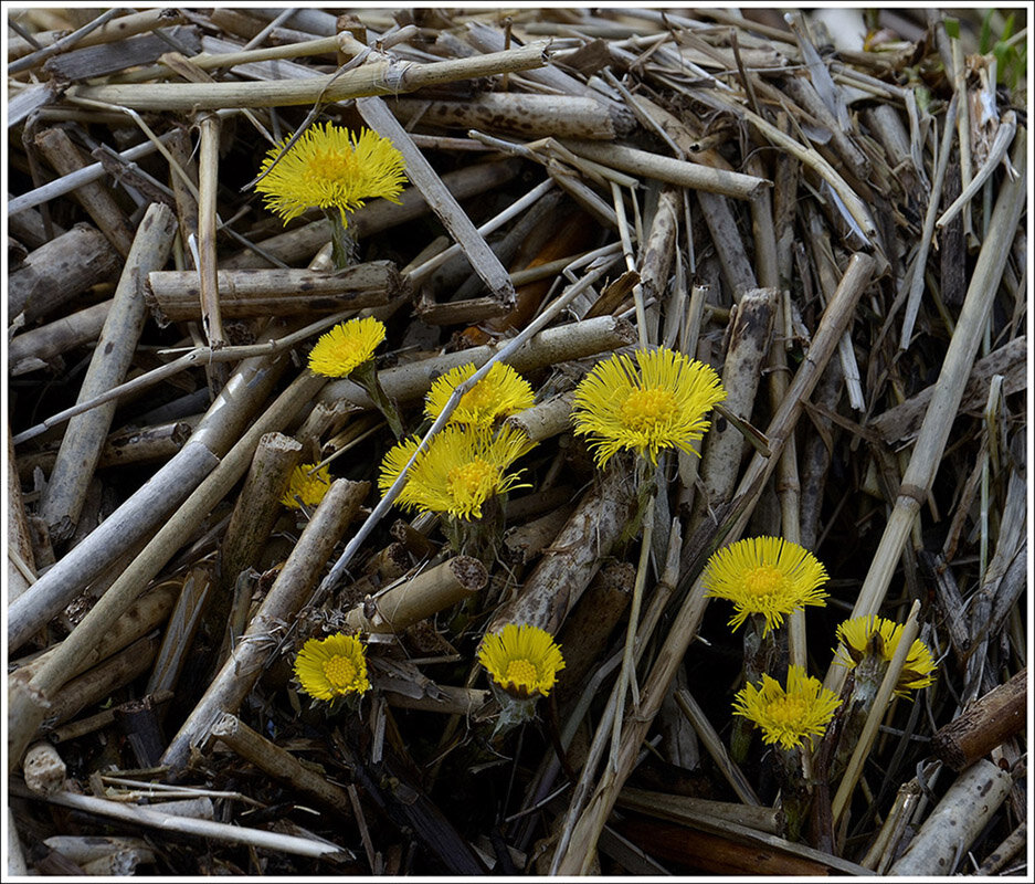к свету... - Aleksandr Gal к свету... - Aleksandr Gal