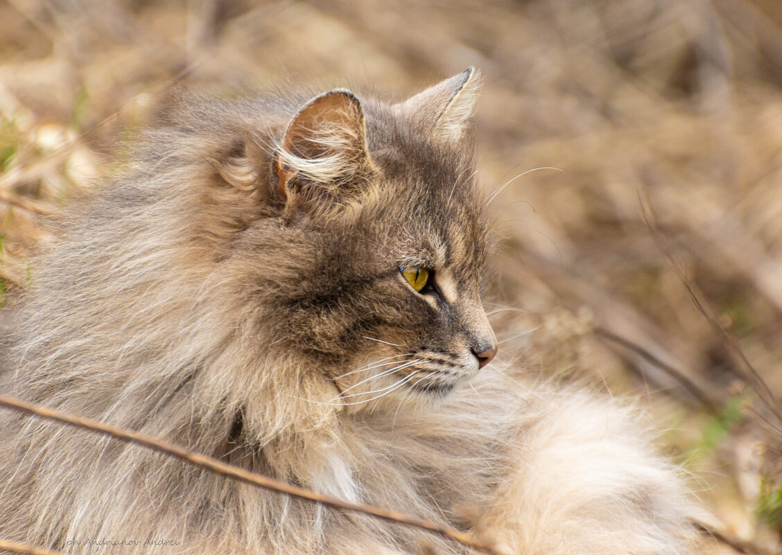 Красавец. - Андрей Андрианов
