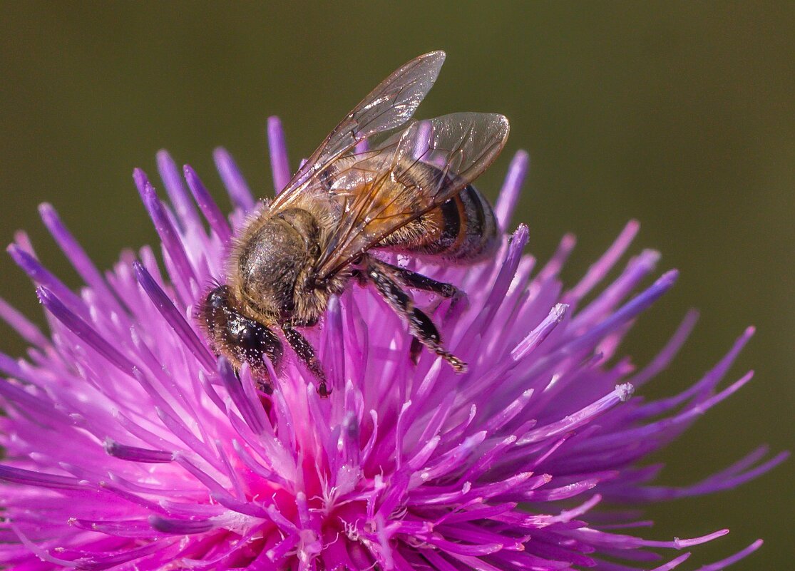 Краски лета. Пчела на цветке чертополоха. - Алексей Трухин Краски лета. Пчела на цветке чертополоха. - Алексей Трухин