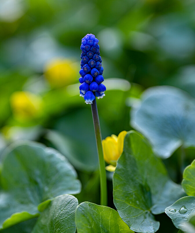 Муска́ри - Aleksandr . Муска́ри - Aleksandr .