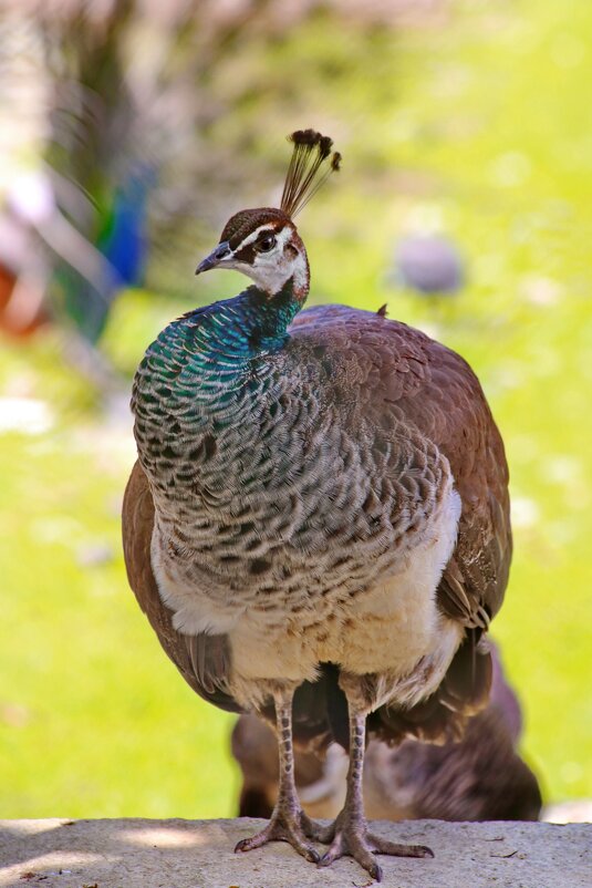 Чем не "Геракл"? - Татьяна Бравая