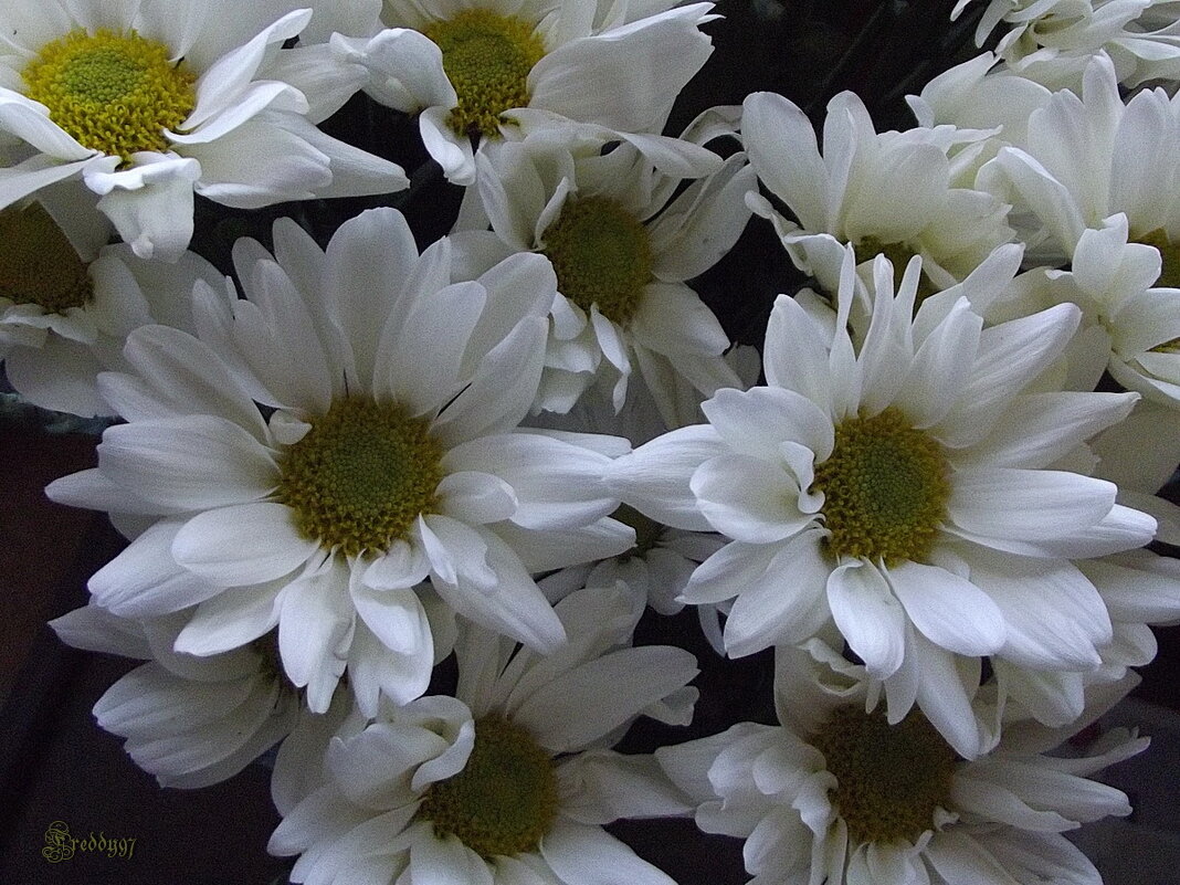 Хризантемы - Freddy 97 Хризантемы - Freddy 97