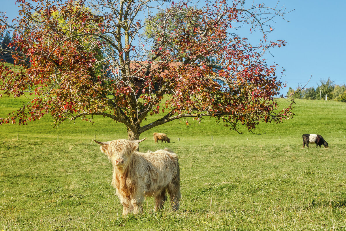 Бычок - Владимир Колесников