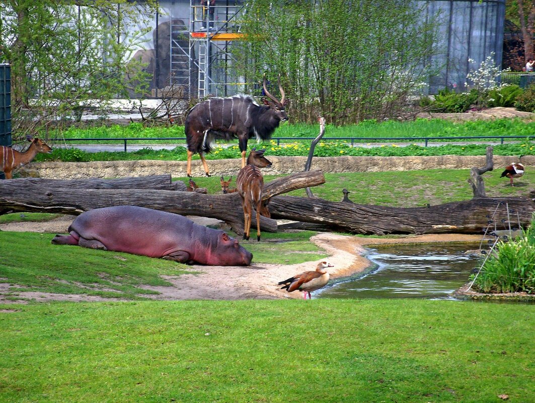 Обитатели зоопарка - Сергей Карачин Обитатели зоопарка - Сергей Карачин