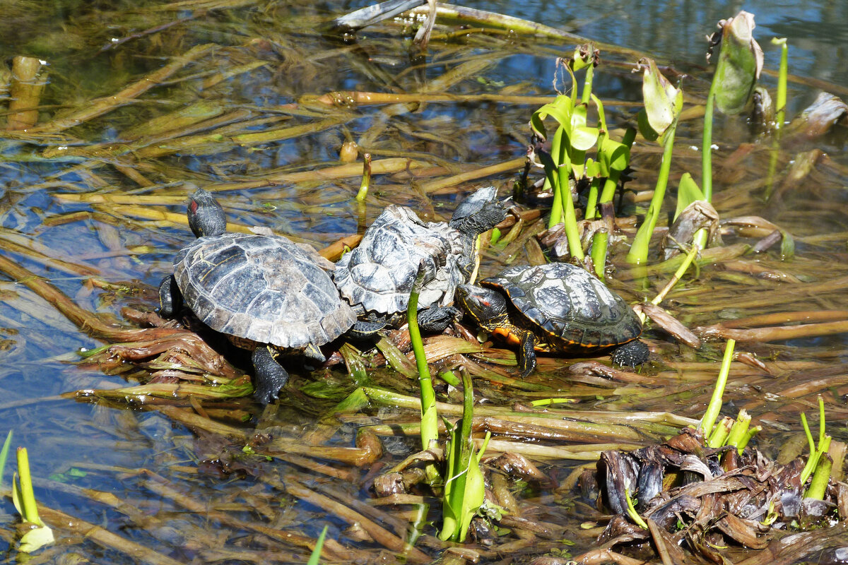 Черепашки - Валентин Семчишин