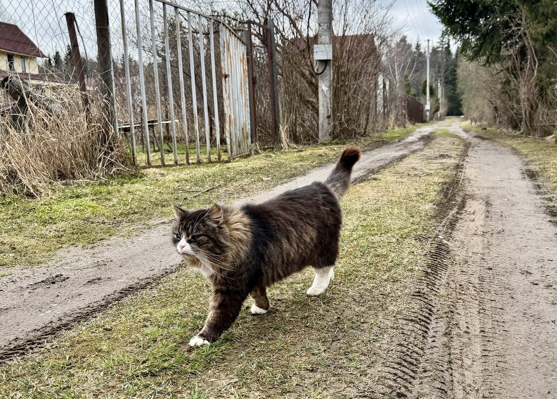Гордый дачный житель! - Любовь Гордый дачный житель! - Любовь