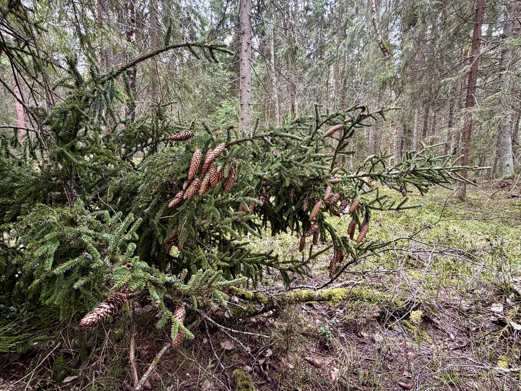 Шишкин лес. - Любовь 