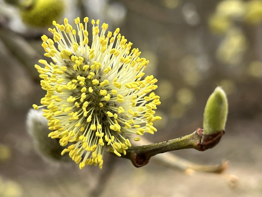 Пушистик. - Татьяна Пушистик. - Татьяна