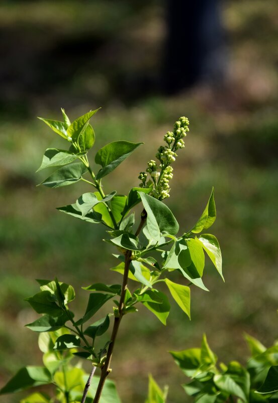 Апрель. Сирень - Павленко Михаил 