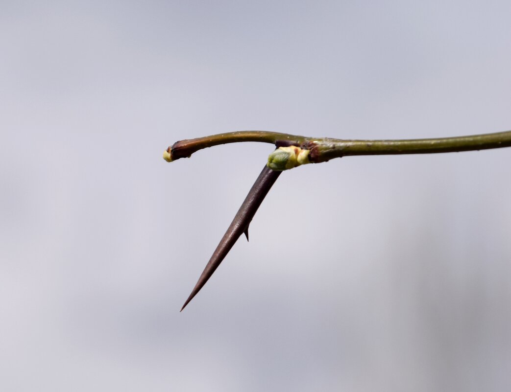 Апрель. Акация - Павленко Михаил 