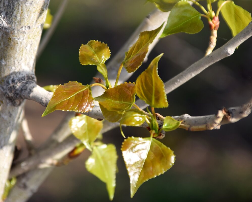 *** - Павленко Михаил 