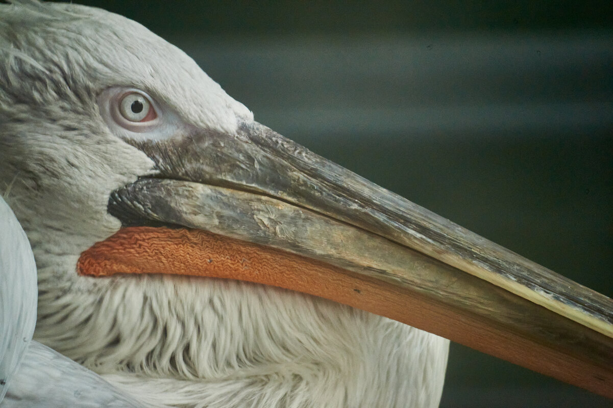 пеликан - Александр Леонов