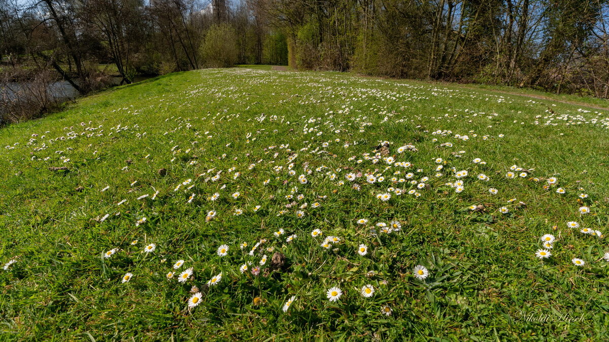 Маргаритки на лугу... - Николай Гирш Маргаритки на лугу... - Николай Гирш