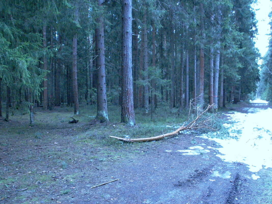 В лесу. - Михаил Елочкин В лесу. - Михаил Елочкин