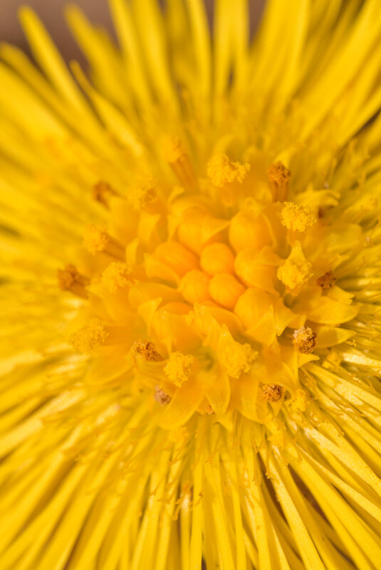 Веченний цветок - Алексей Чистополов