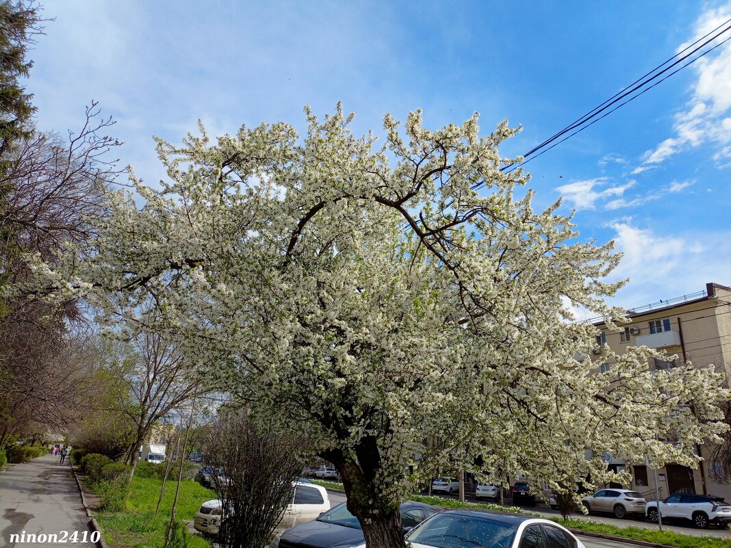 Ростовская весна - Нина Бутко Ростовская весна - Нина Бутко
