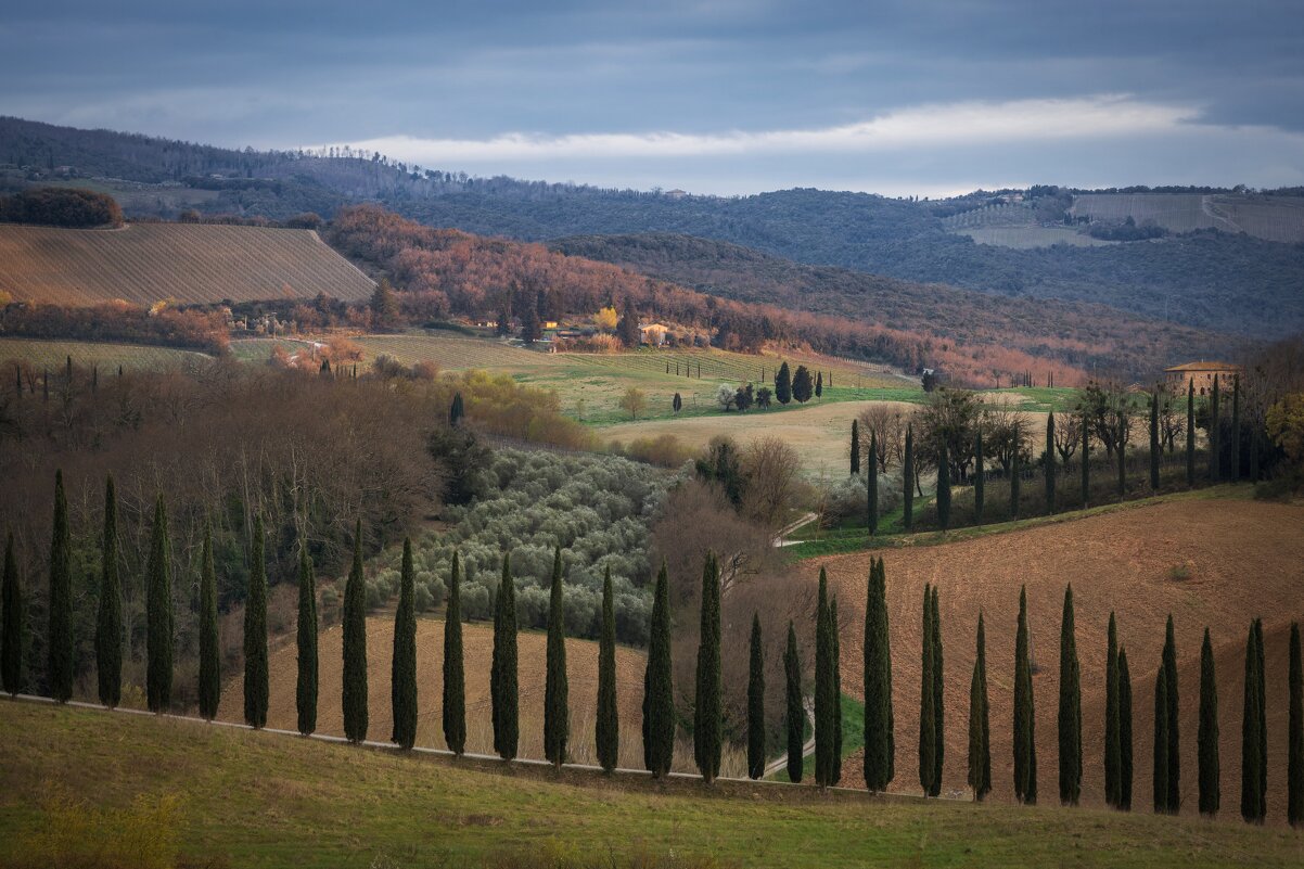 Кипарисы перед дождем - Алекс Римский