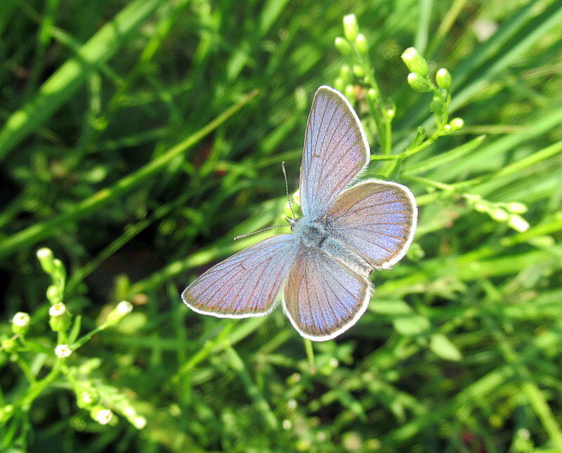 Голубянка! - оля san-alondra