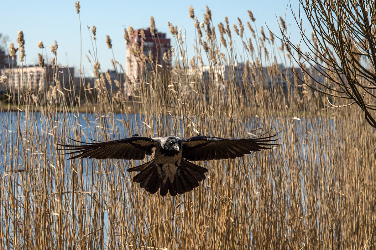 Заход на посадку - VL 