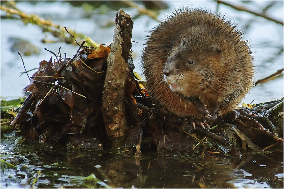 Задубела я что-то... - Валентин Котляров Задубела я что-то... - Валентин Котляров