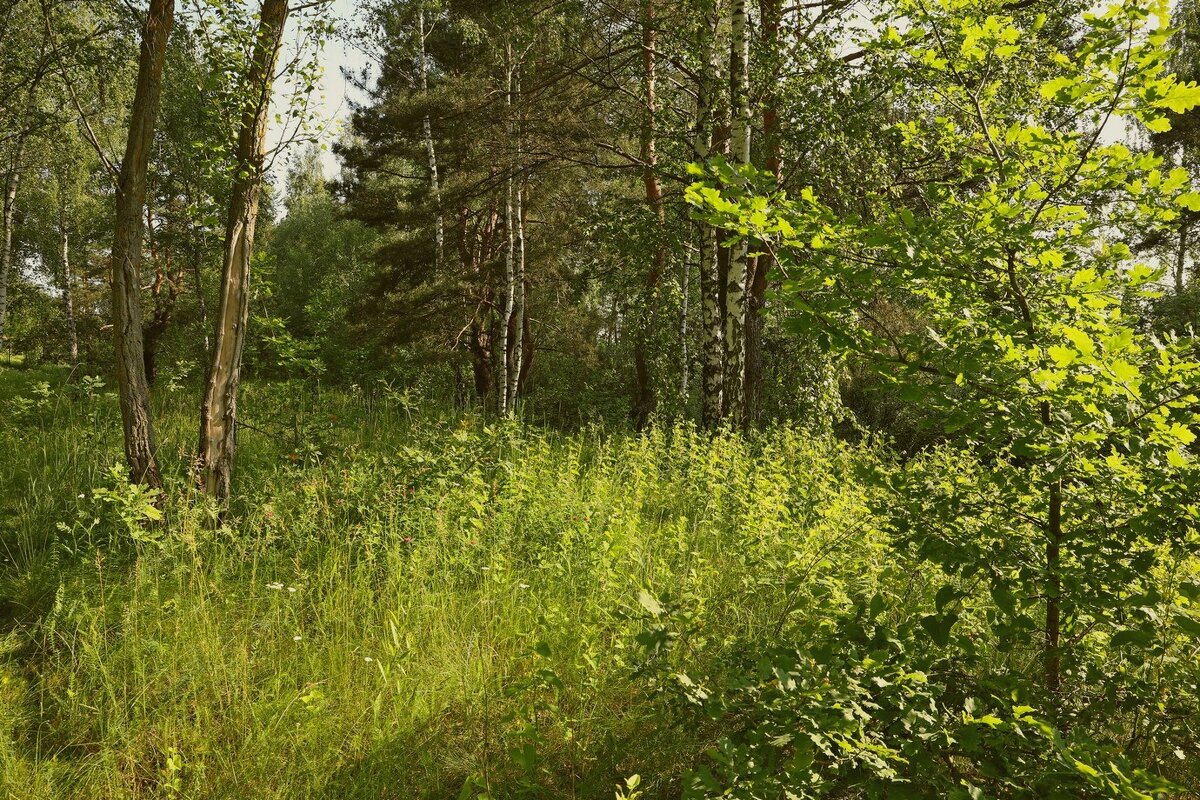 В лесу... - Сергей Рожков В лесу... - Сергей Рожков