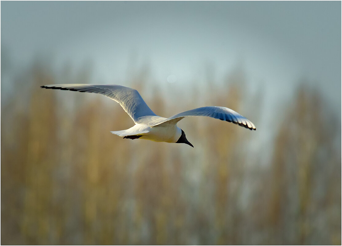Свобода - Валентин Котляров Свобода - Валентин Котляров
