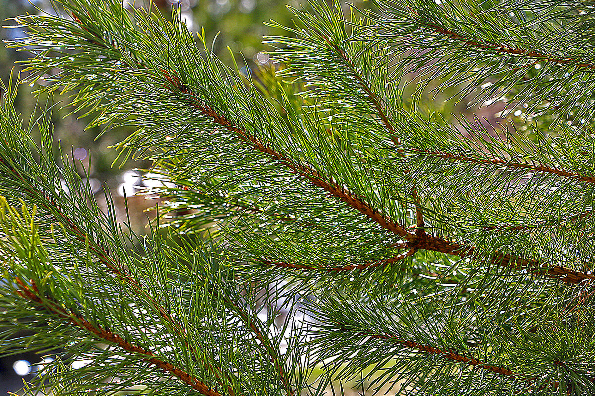 После дождя - Светлана 