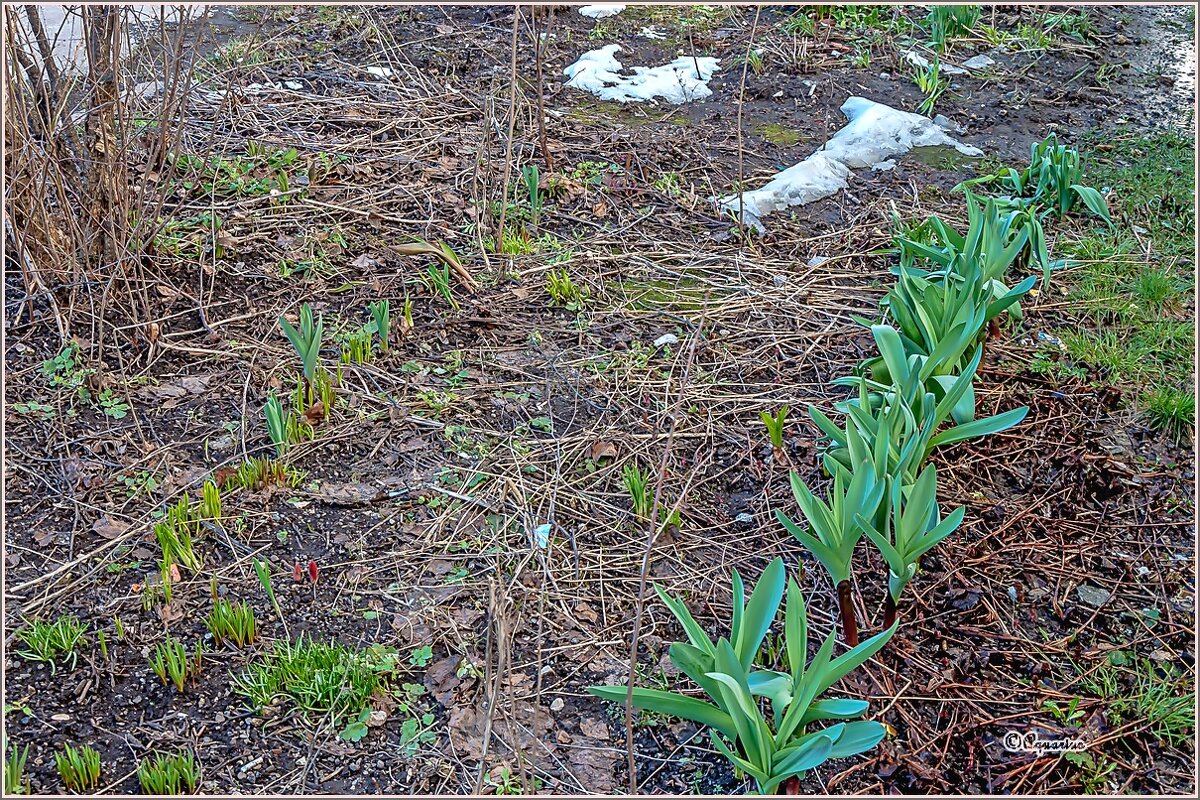 После снегопада... - Aquarius - Сергей После снегопада... - Aquarius - Сергей