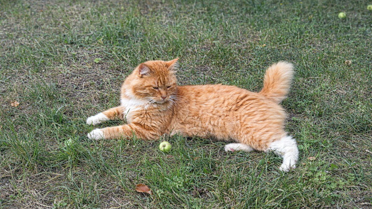 Я неотразим, и не скрываю этого - Валерий Судачок