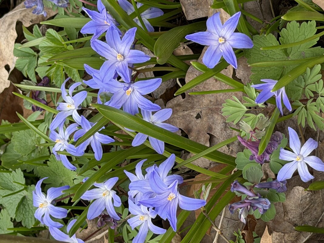 Первоцветы - Pippa 