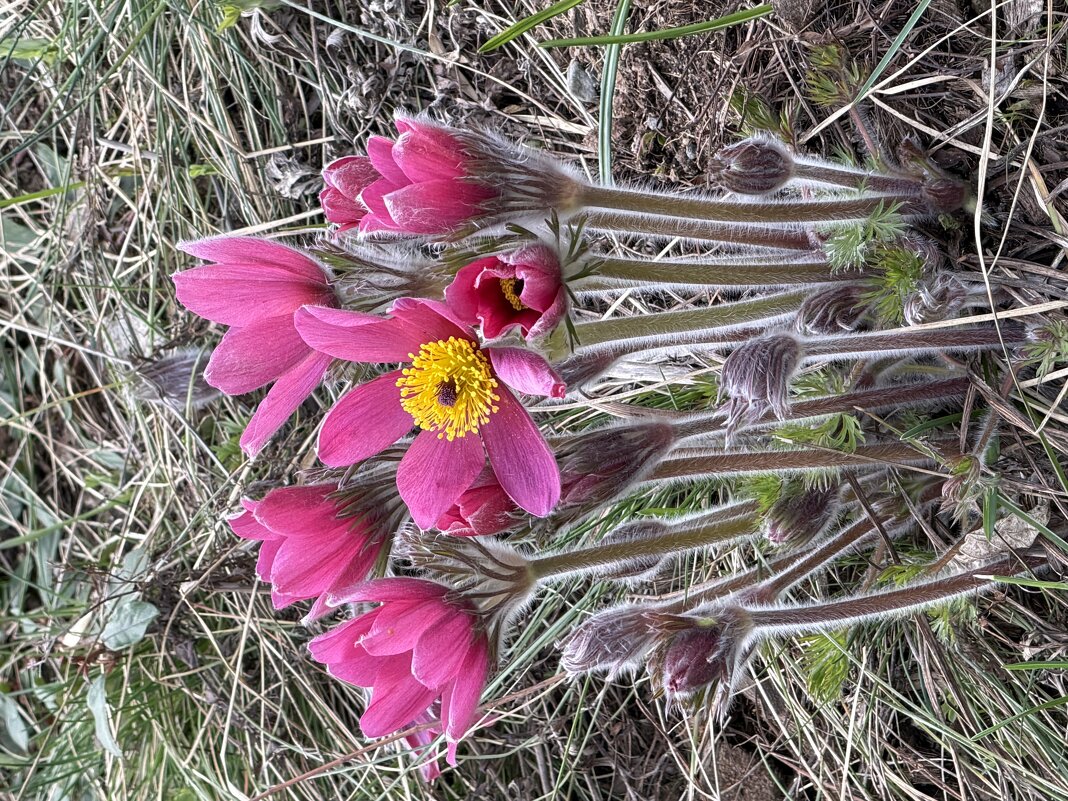 Первоцветы - Pippa 