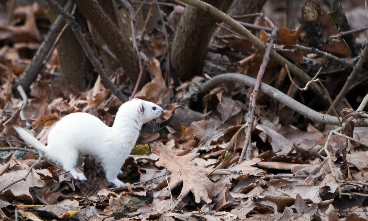 Ласка - Владимир Безбородов