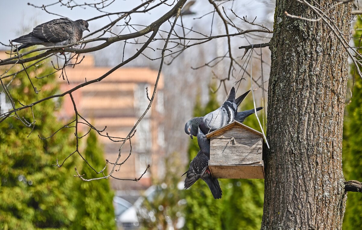 Мала кормушка - Валерий Иванович