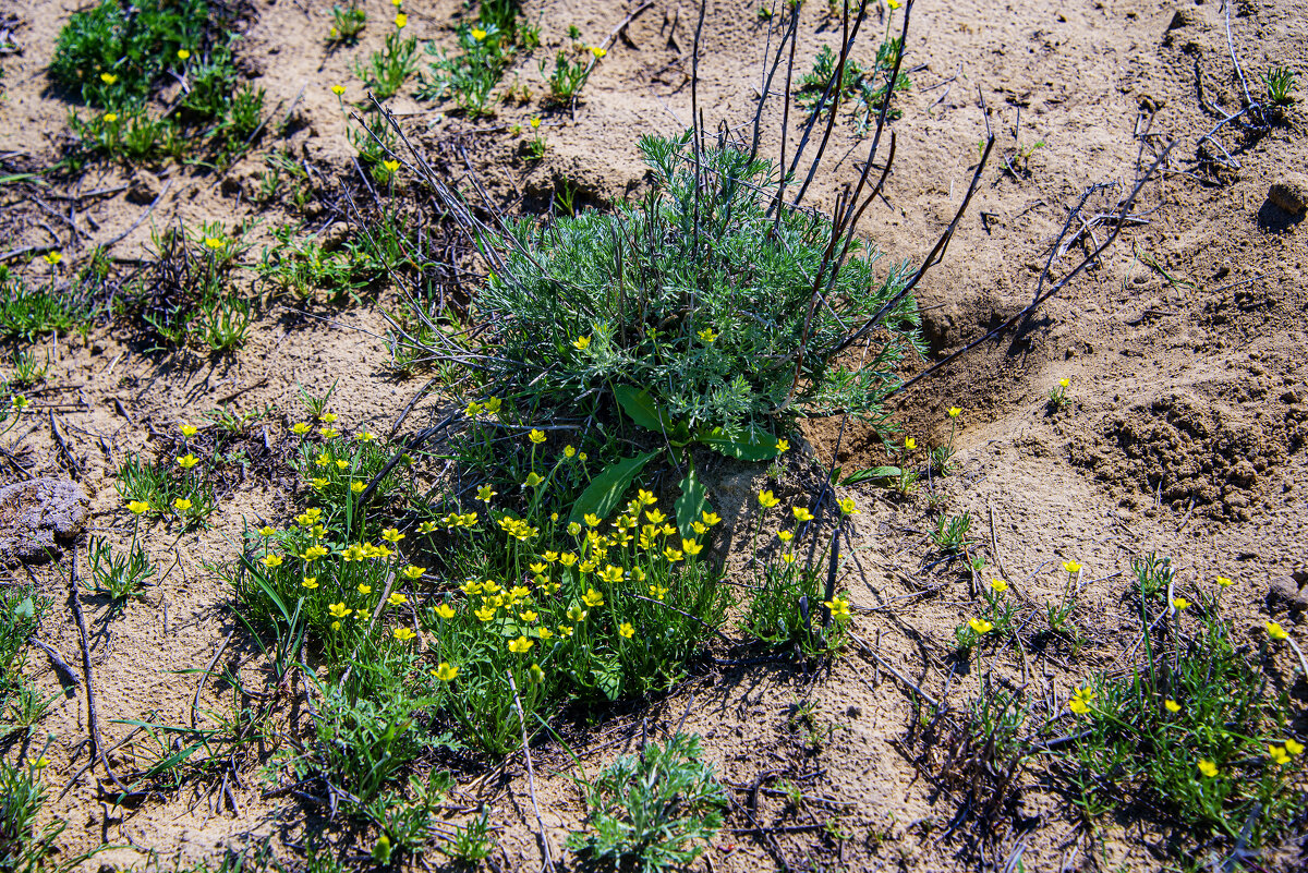 В степи Мангыстау - Анатолий Чикчирный В степи Мангыстау - Анатолий Чикчирный
