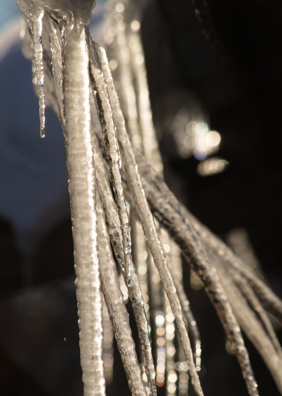 Весенний кордебалет - Сергей Шаврин