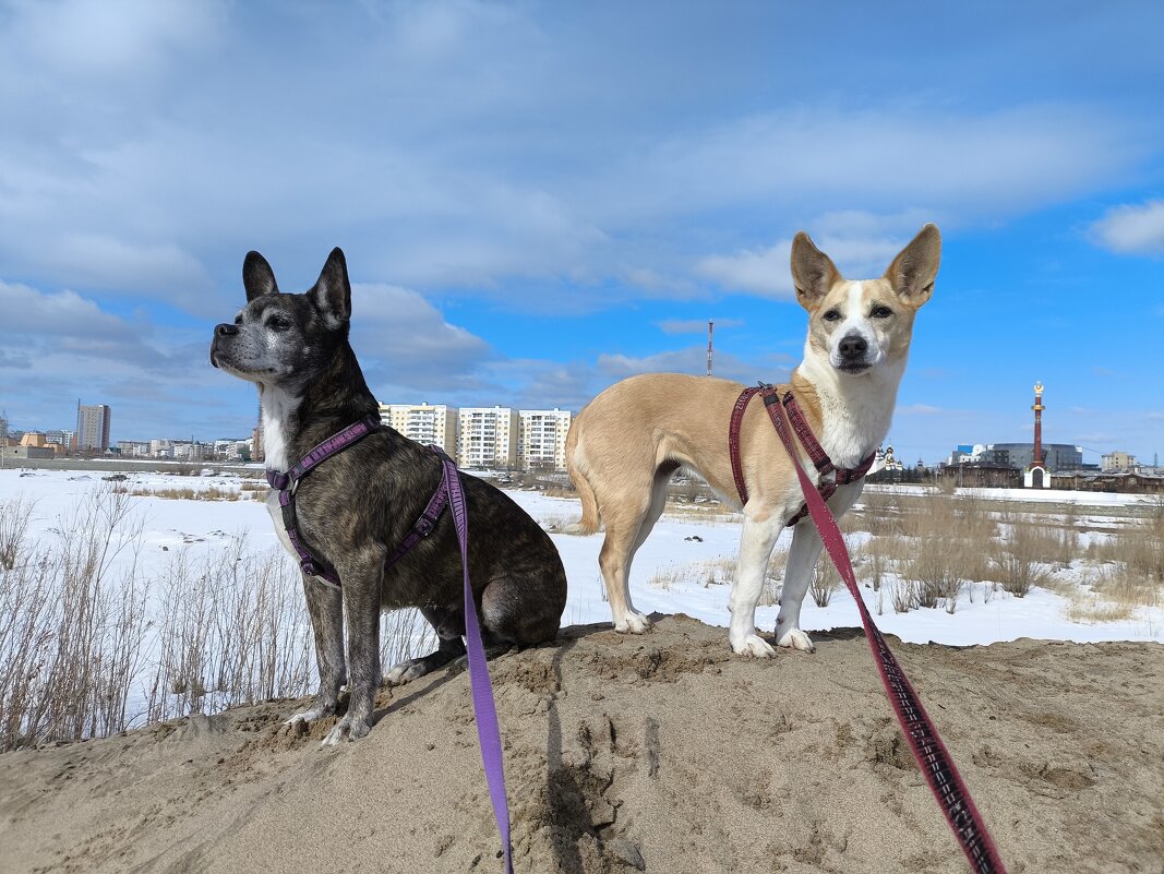 Прогулки - Anna Ivanova Прогулки - Anna Ivanova