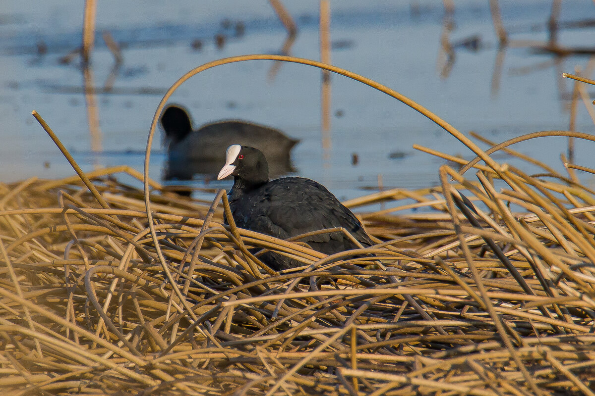 Лысуха. - Sergey (Apg)