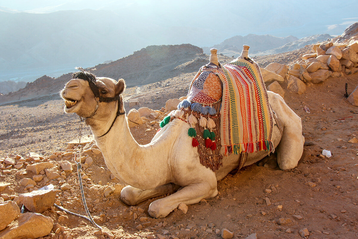 Горный верблюд на привале - Сергей Сомихин Горный верблюд на привале - Сергей Сомихин