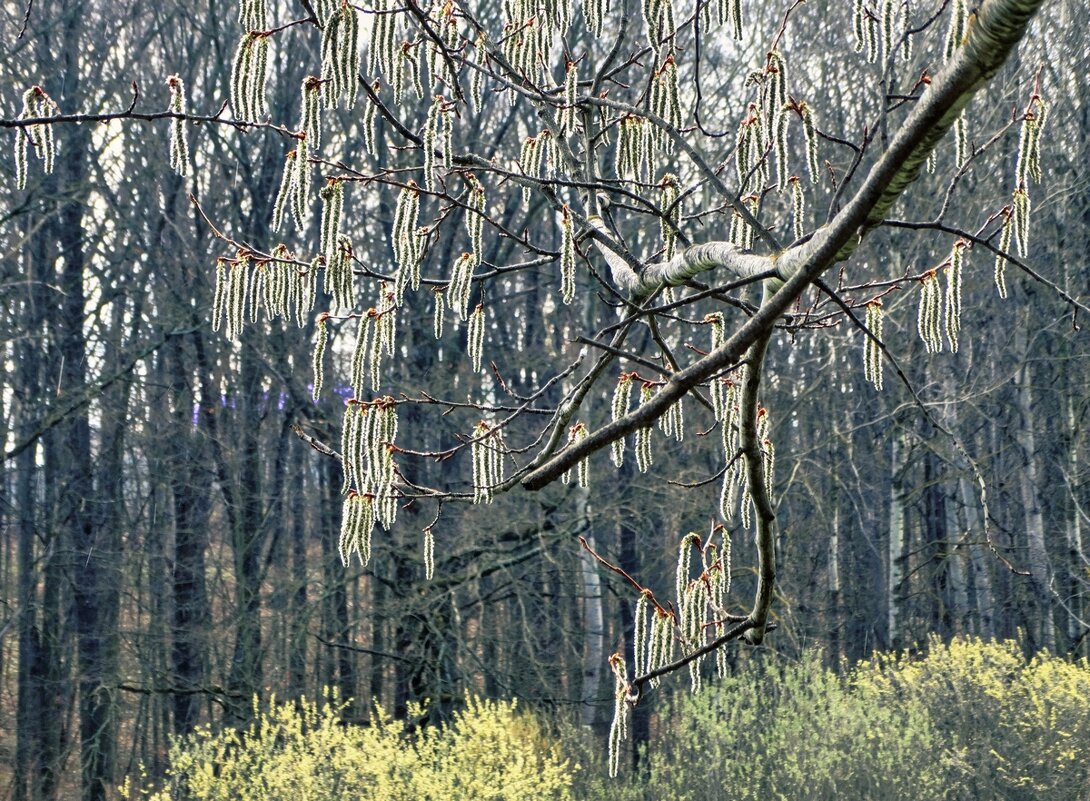 Красота пробуждения природы ... - Ravile 