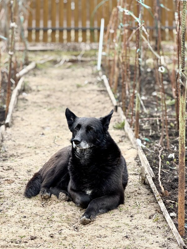 Главный охранник! - Любовь Главный охранник! - Любовь