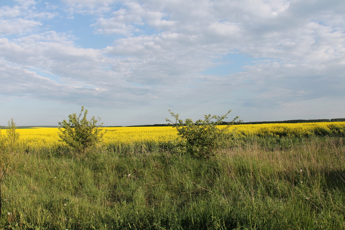 ЗОЛОТОЕ ПОЛЕ ЦВЕТУЩЕГО РАПСА - Валентина 