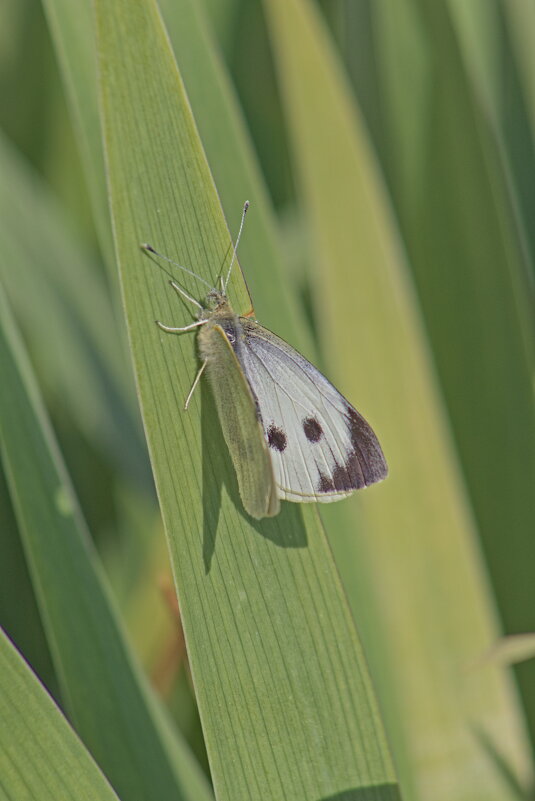 Капустница - Giant Tao /