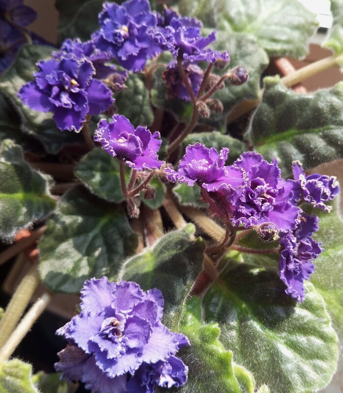 Фиалка - Елена Семигина Фиалка - Елена Семигина